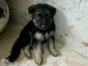 Germany shepard puppies 100% pure breed Sooo cute puppies