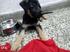 Germasn shepherd male,double coat,pure breed 2