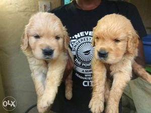 Golden Retriever Puppies available