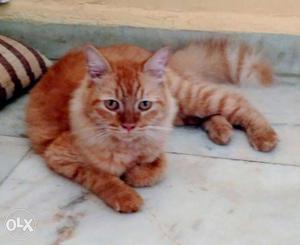 Golden n orange shade fun loving persian cat,