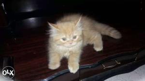 Golden persian cat...70 days old..male