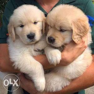 Golden retreiver male and female puppy very