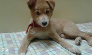 Golden retriever 2 months puppy Female Very cute