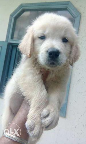 Golden retriever male pup for sale. ..