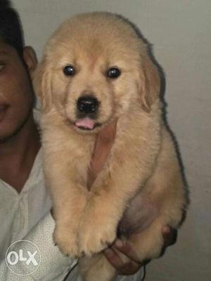 Golden retriever male puppies available in jalgoan