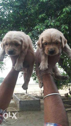 Golden retriever puppies available in udaipur
