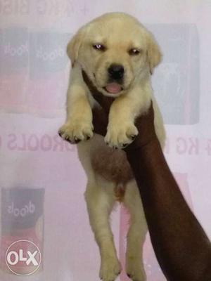 Good and healthy male female lab puppy avilable