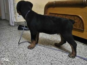 Good quality Rottweiler male 70 days old pup..