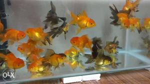 Good quality oranda goldfish