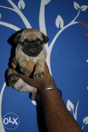 Good quality pug male or female puppy avilable