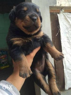 Good quality rottweiler puppy,