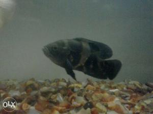 Gray And Black Fish