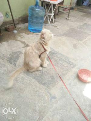 Gray Haired Cat