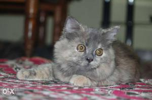 Grey And Beige Medium Fur Cat