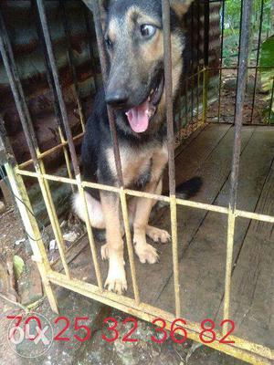 Gsd male puppy for sale, 5 months old medium coat