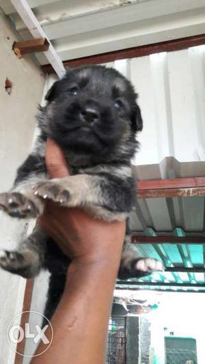 Heavy quality GERMAN SHEPARD puppies available in.