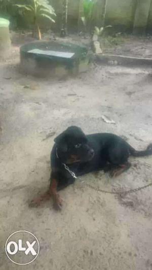 Heavy rottweiler male 16 month call