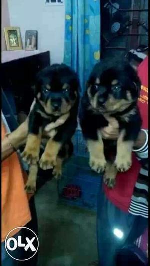 Heavy weight Rottweiler male and female puppy