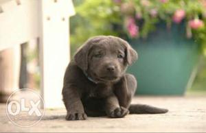 Hi breed lab for sell
