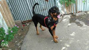 Hi friends we have size and quality rottweiler