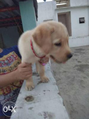 High breed Labra male puppy double coated 3 Month