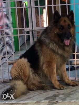 High breed german shf dog for sale