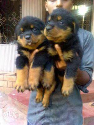 High breed rotweiler pups for sale male female