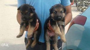 High quality GSD and rottweiler for sall