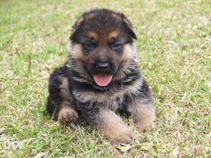 High quality gsd puppies avable pure breed import