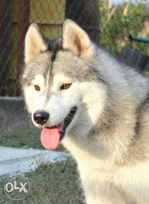 Hii I hav husky off 2 years I m looking for crossing with