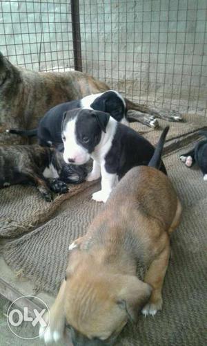 Hot blood pit bull females puppy sell father farm