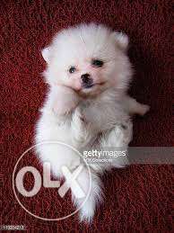 I am sell my pomalian puppy one month old very
