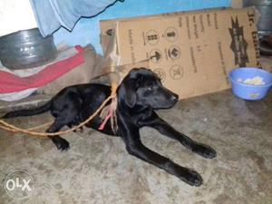 I have black lab female only 5 minths old and