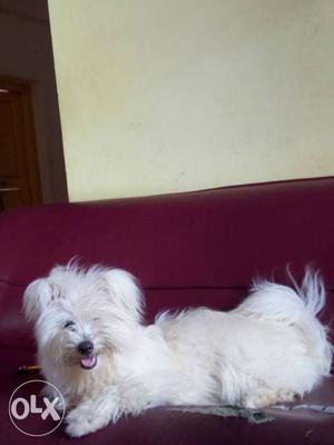I need male Lhasa apso for Matting... I have