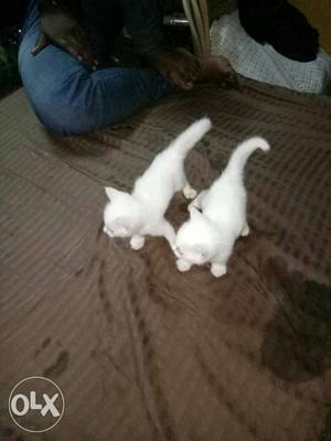 I want to sela my Two White Kittens