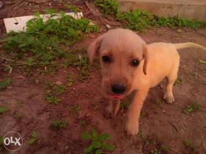 I want to sell female labradog puppy
