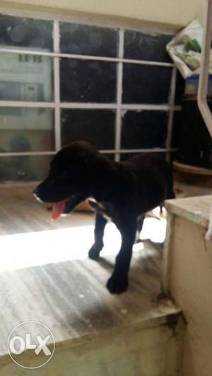 I want to sell labrador Canadian breed female