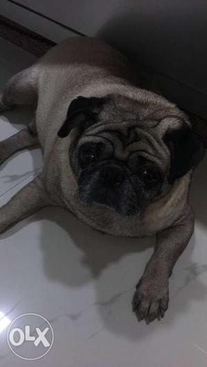 I want to sell my pug dog of 6yrs any one