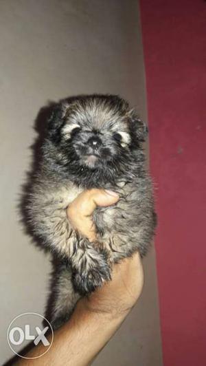 I want to sell my toy pom puppy
