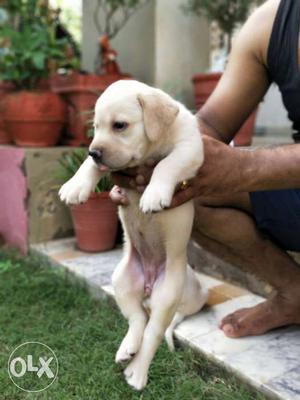 Import Quality Labrador Female pups by Paw Facto