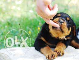 Import lineage Rottweiler M/F pups available in