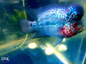 Imported flowerhorn with excellent pearls