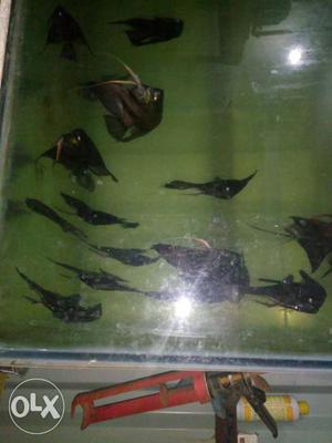 Jet black angel fish breeding size for sale