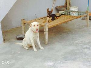 Lab female sale nd exchange age 9 month