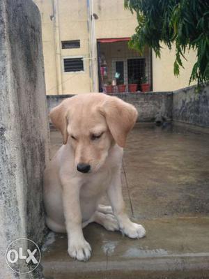 Lab heavy bone 2months puppy