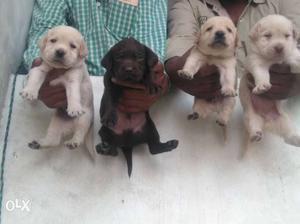 Lab male female puppy available in Delhi NCR home