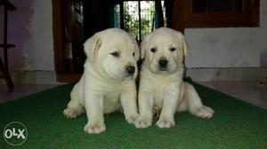 Lab puppy 25 days white