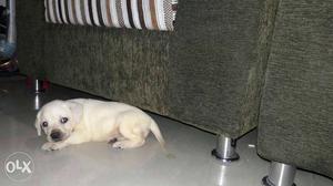 Lab puppy 38 days old baby for sale its urgent sale