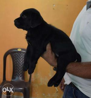 Labor female puppy pure z black urgently sale