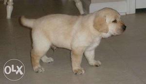 Labra dor puppy in very good condition